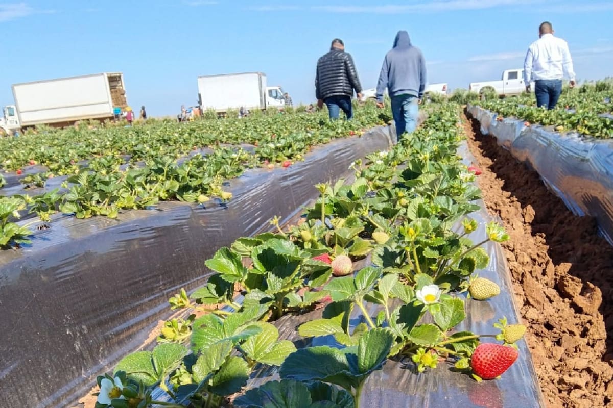 Empresas agrícolas formales son las que cumplen con los trabajadores: CABC