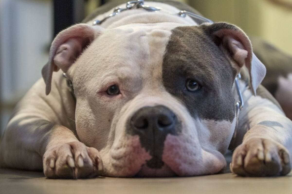 Perro callejero 'libera' a un can doméstico atado y lo lleva de paseo