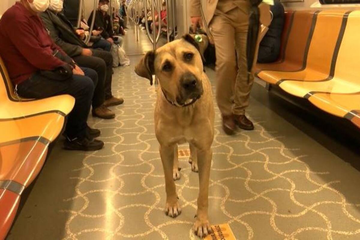 Perrito utiliza transporte público y se vuelve popular