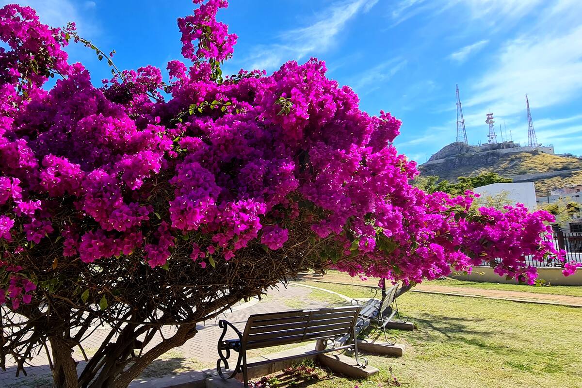 Plantar árboles no nativos puede afectar a los polinizadores. ¿Sabes cuáles deberías evitar en Hermosillo?