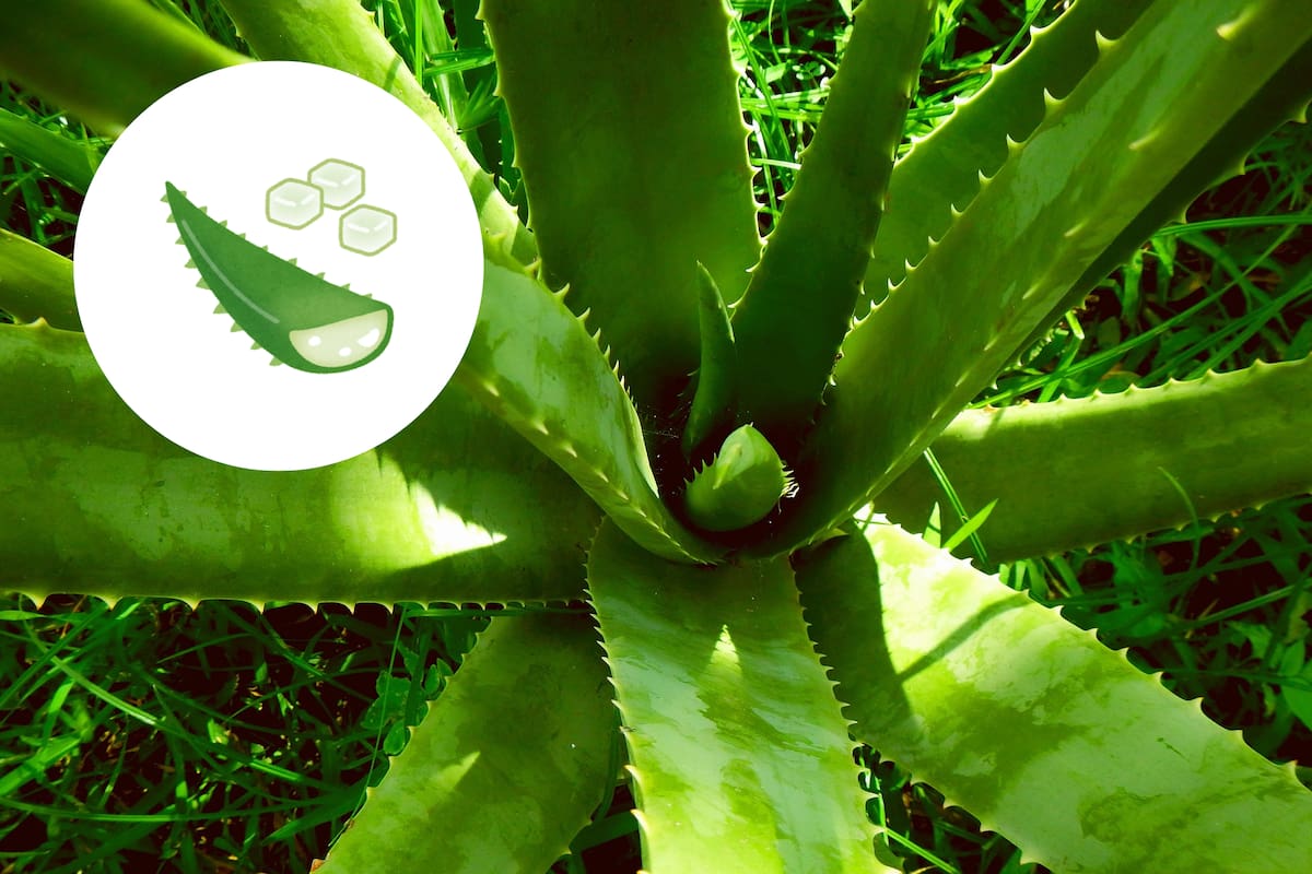 Cuál es el lugar ideal para tener una planta de sábila