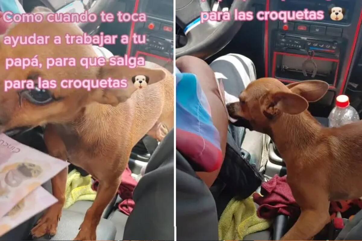 VIRAL: Perrita trabajadora ayuda a su dueño a cobrar los pasajes del taxi