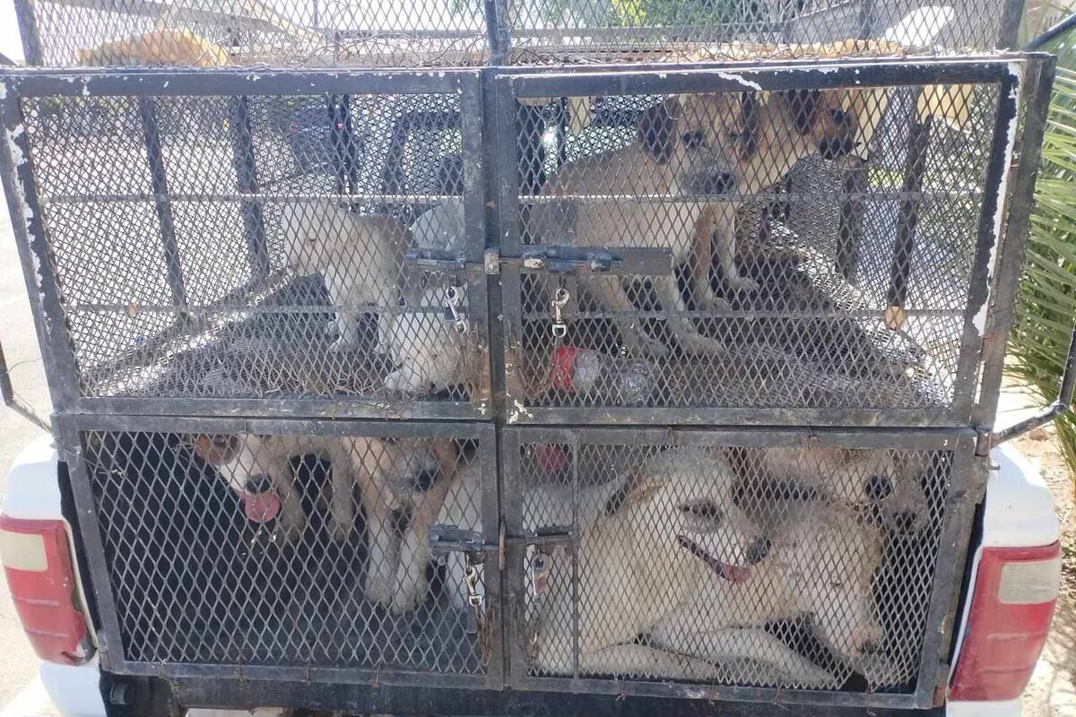 Rescatan a 25 caninos de maltrato en SLRC