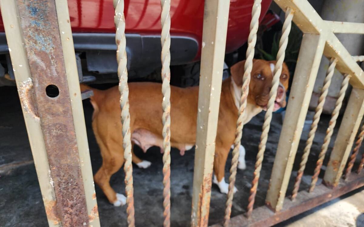 Los canes quedaron bajo el resguardo del Departamento de Control Animal Municipal.