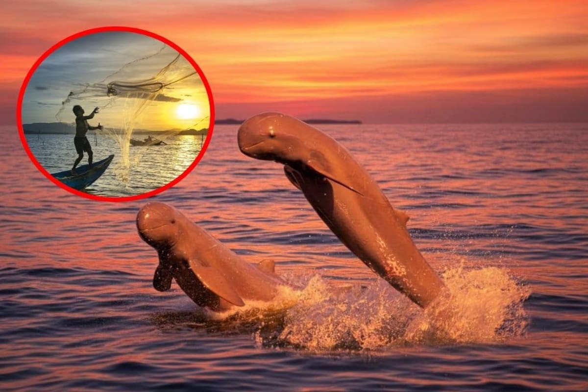 Según investigadores,el delfín más tierno del mundo está en peligro, pero aún puede salvarse