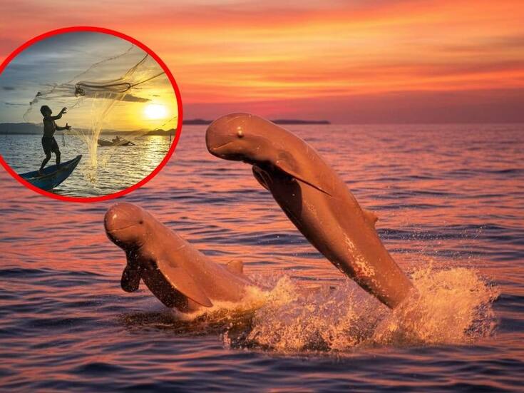 Según investigadores,el delfín más tierno del mundo está en peligro, pero aún puede salvarse