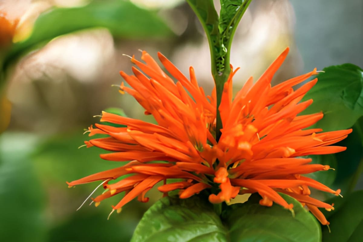 Planta mexicana podría combatir el cáncer, según estudio