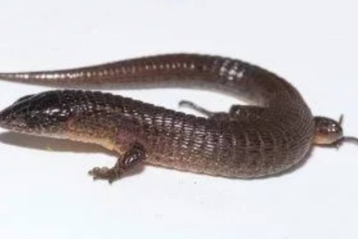 Lagarto es descubierto por biólogos en Perú