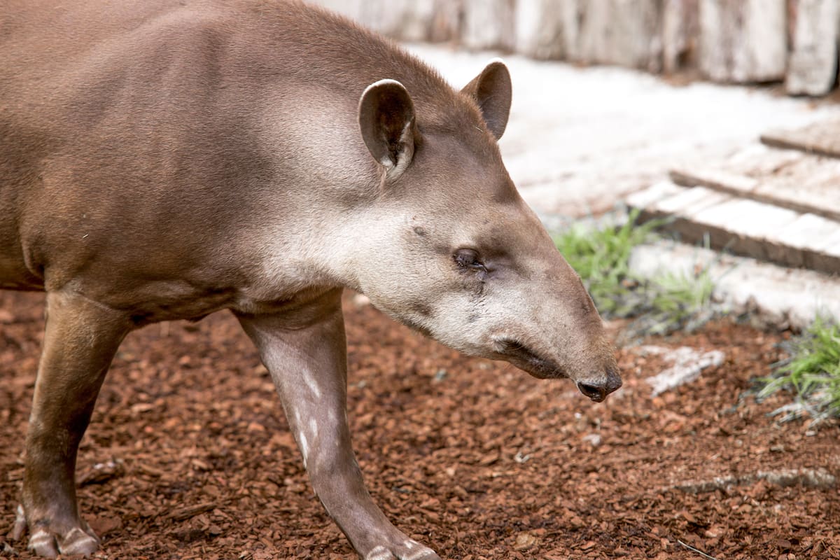 Una familia restauró más de 600 hectáreas de bosque en Brasil tras plantar 840 mil árboles y creó las condiciones para reintroducir al tapir, desaparecido de Río de Janeiro desde hace más de un siglo
