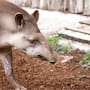 Una familia restauró más de 600 hectáreas de bosque en Brasil tras plantar 840 mil árboles y creó las condiciones para reintroducir al tapir, desaparecido de Río de Janeiro desde hace más de un siglo