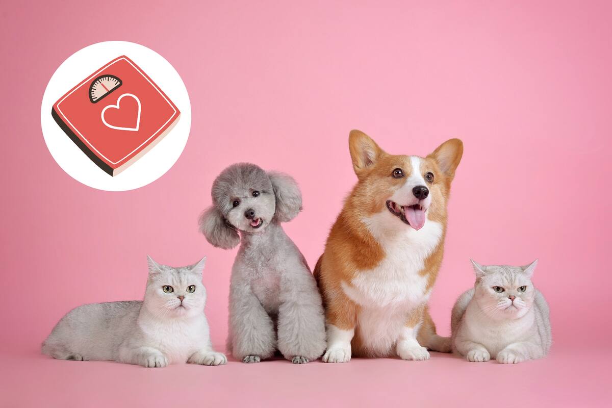 Cuidar el peso de tus mascotas: una responsabilidad vital según los expertos