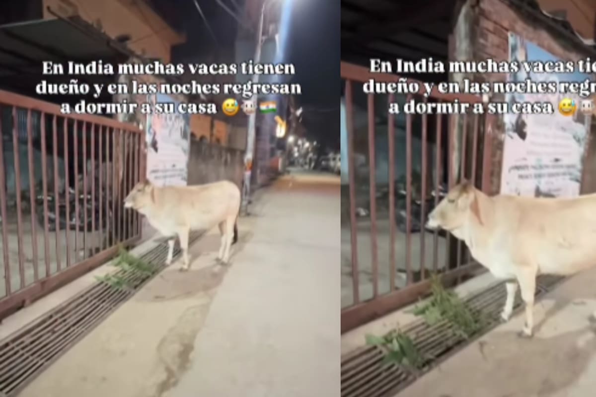 Extranjera da a conocer que las vacas que pasean por las calles de India tienen dueño y, por la noche, regresan a sus casas