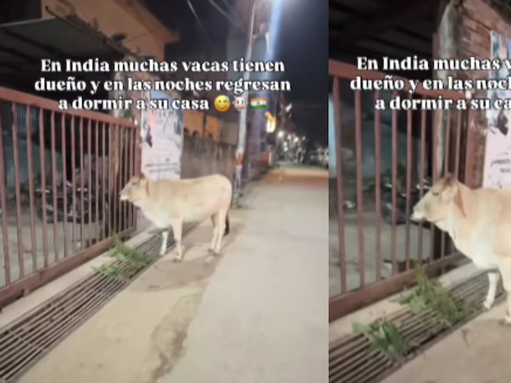 Extranjera da a conocer que las vacas que pasean por las calles de India tienen dueño y, por la noche, regresan a sus casas