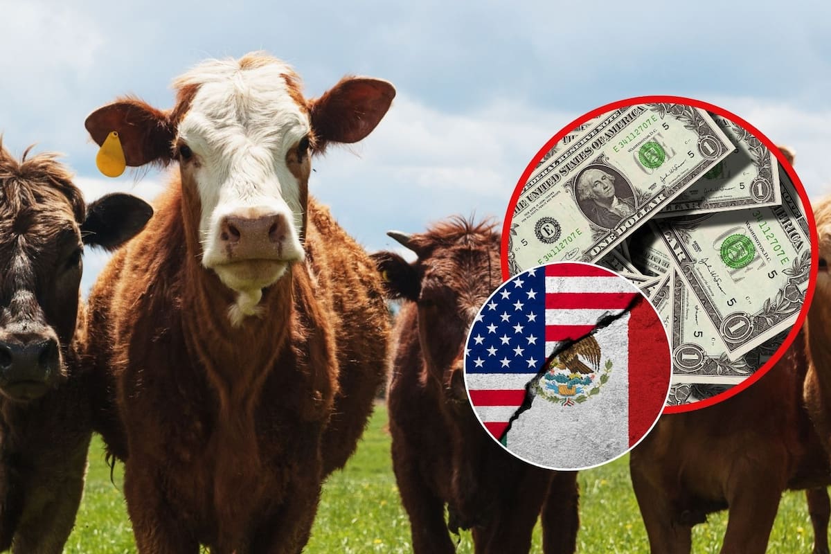 En un mes de cierre de la frontera de EEUU a la importación de ganado han dejado de llegar a México 350 mdd: CNA