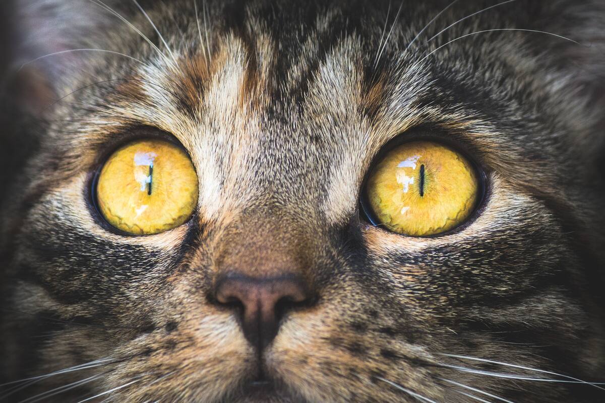 El ingenioso plan de un hombre al que una aerolínea le prohibió viajar con su gato