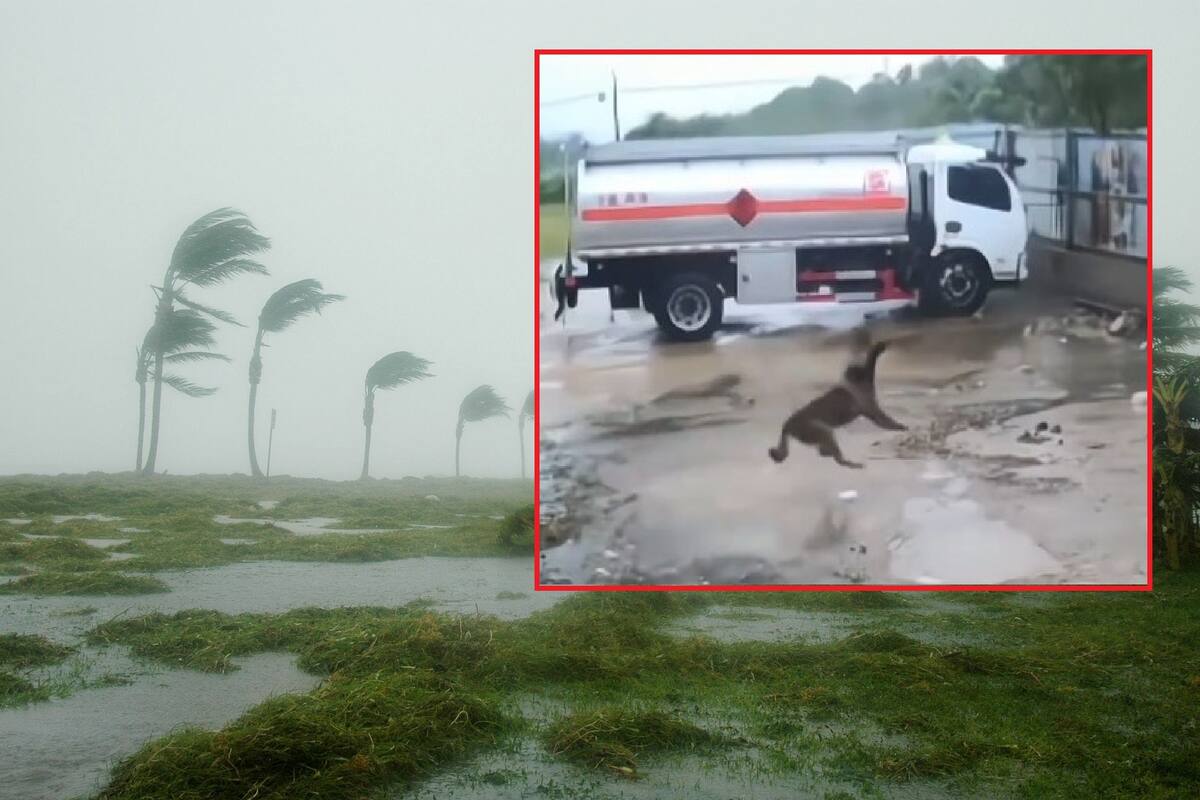Impactante video de perro casi arrastrado por tormenta se vuelve viral