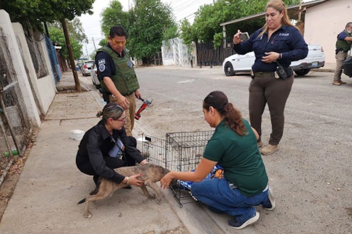 Rescatan a mascota víctima de maltrato animal en la Colosio