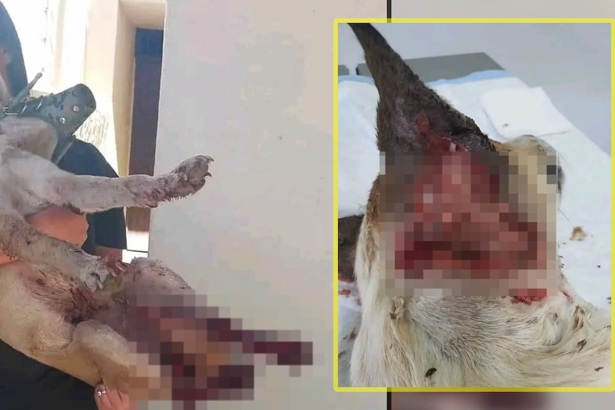 Se reporta una gran cantidad de perritos lastimados y perdidos a causa de la pirotecnia como resultado de las fiestas decembrinas en Cajeme