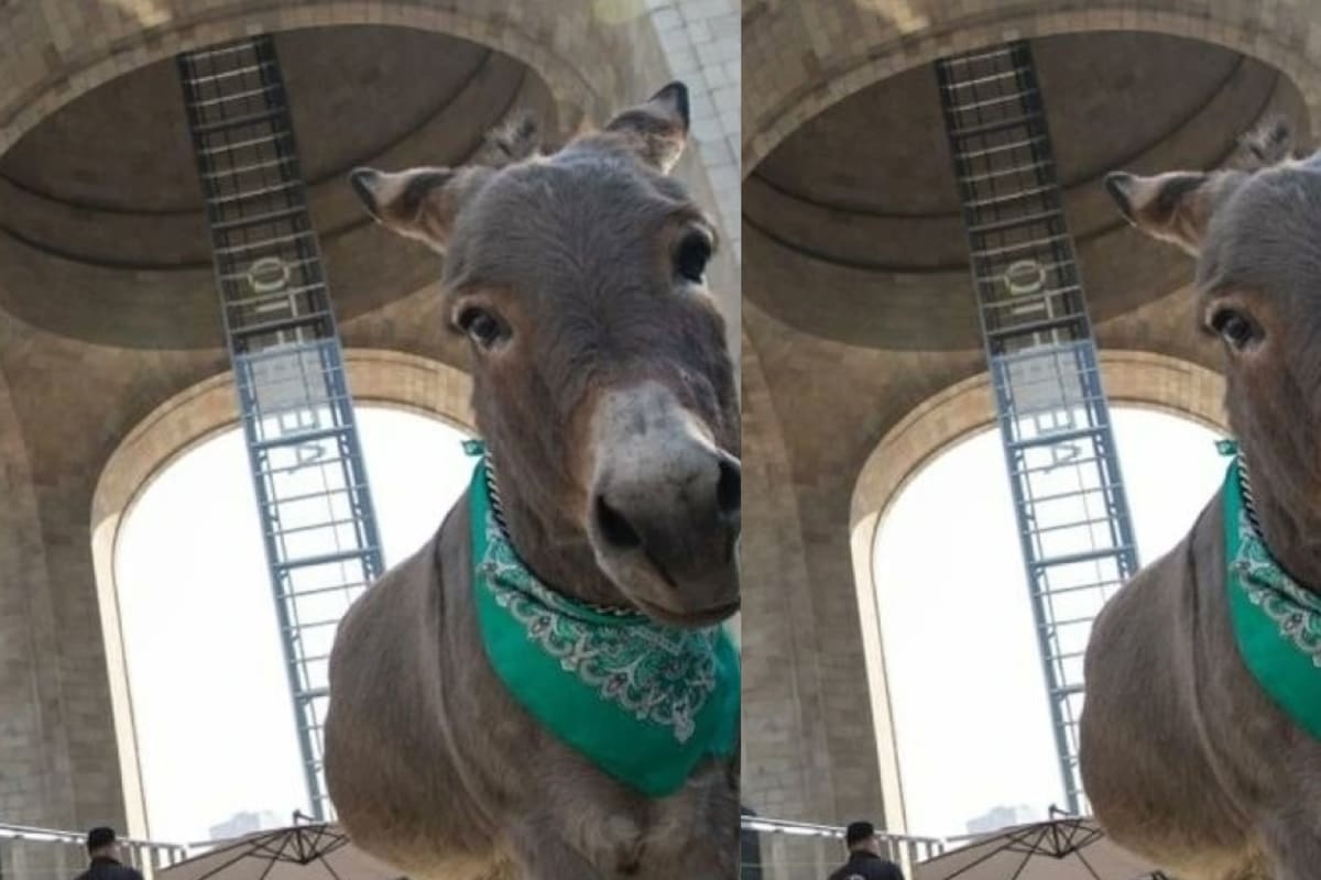 Conoce a Tribilín, el burrito que conquistó redes sociales con su sesión de fotos en México