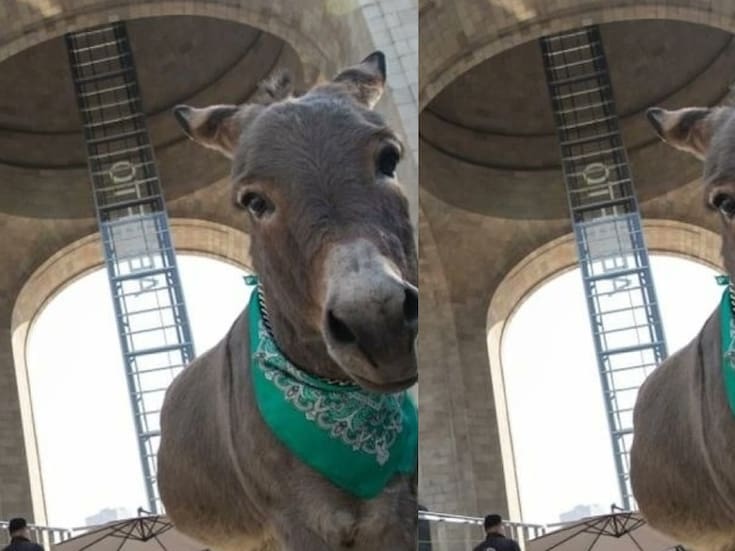 Conoce a Tribilín, el burrito que conquistó redes sociales con su sesión de fotos en México