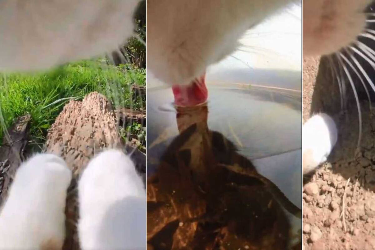 VIDEO: Hombre pone cámara a su gatito para ver lo que hace en un día; esto fue lo que encontró