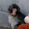 Luego de que Punch, macaco japonés viral, fuera arrastrado por un mono adulto en zoológico de Japón, autoridades explicaron que es parte de su socialización y descartan maltrato grave