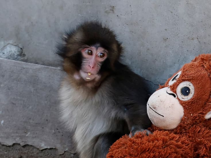 Luego de que Punch, macaco japonés viral, fuera arrastrado por un mono adulto en zoológico de Japón, autoridades explicaron que es parte de su socialización y descartan maltrato grave
