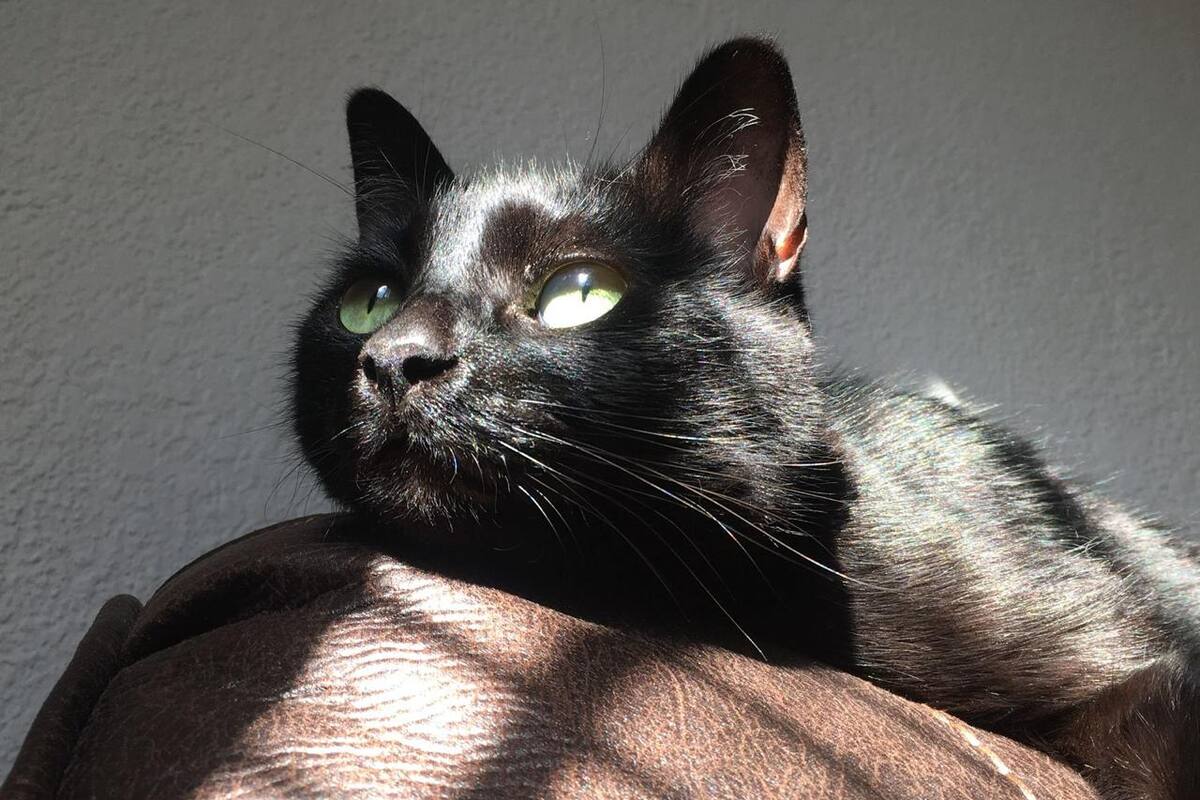 Piden proteger a gatos negros por ritos satánicos en Sonora