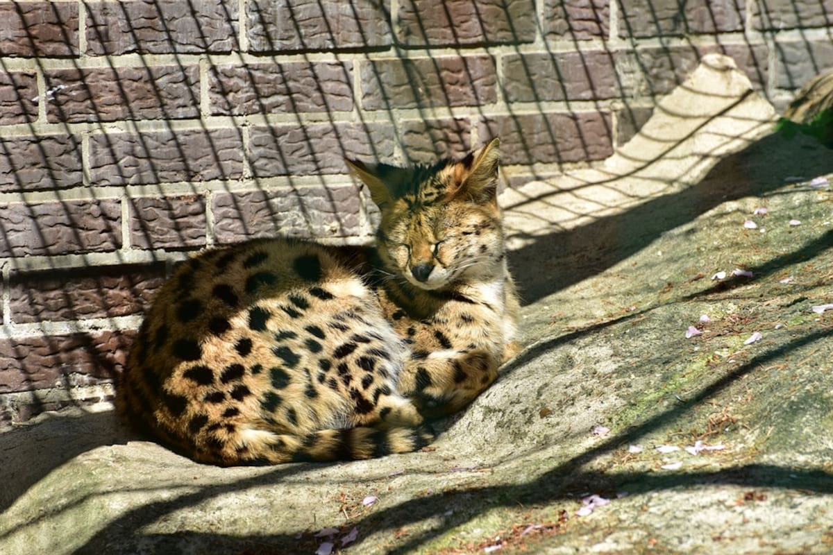 Gato serval hace frente con éxito al animal terrestre más veloz del mundo