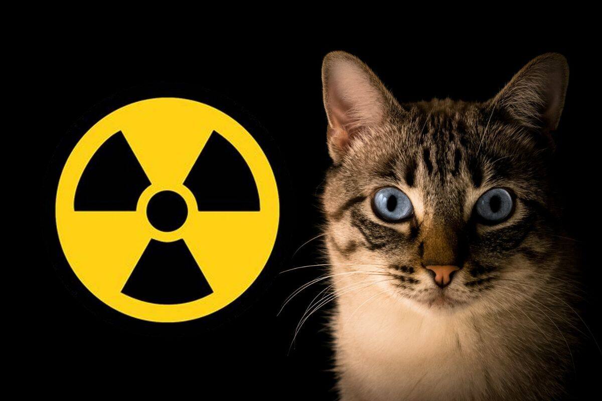¡Cuidado con el gato tóxico! Felino activó una alerta química después de caer en una sustancia peligrosa
