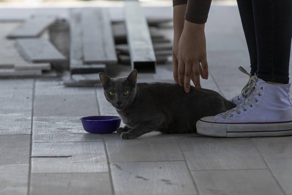 Estudio: Los humanos transmiten más virus a los animales que al revés