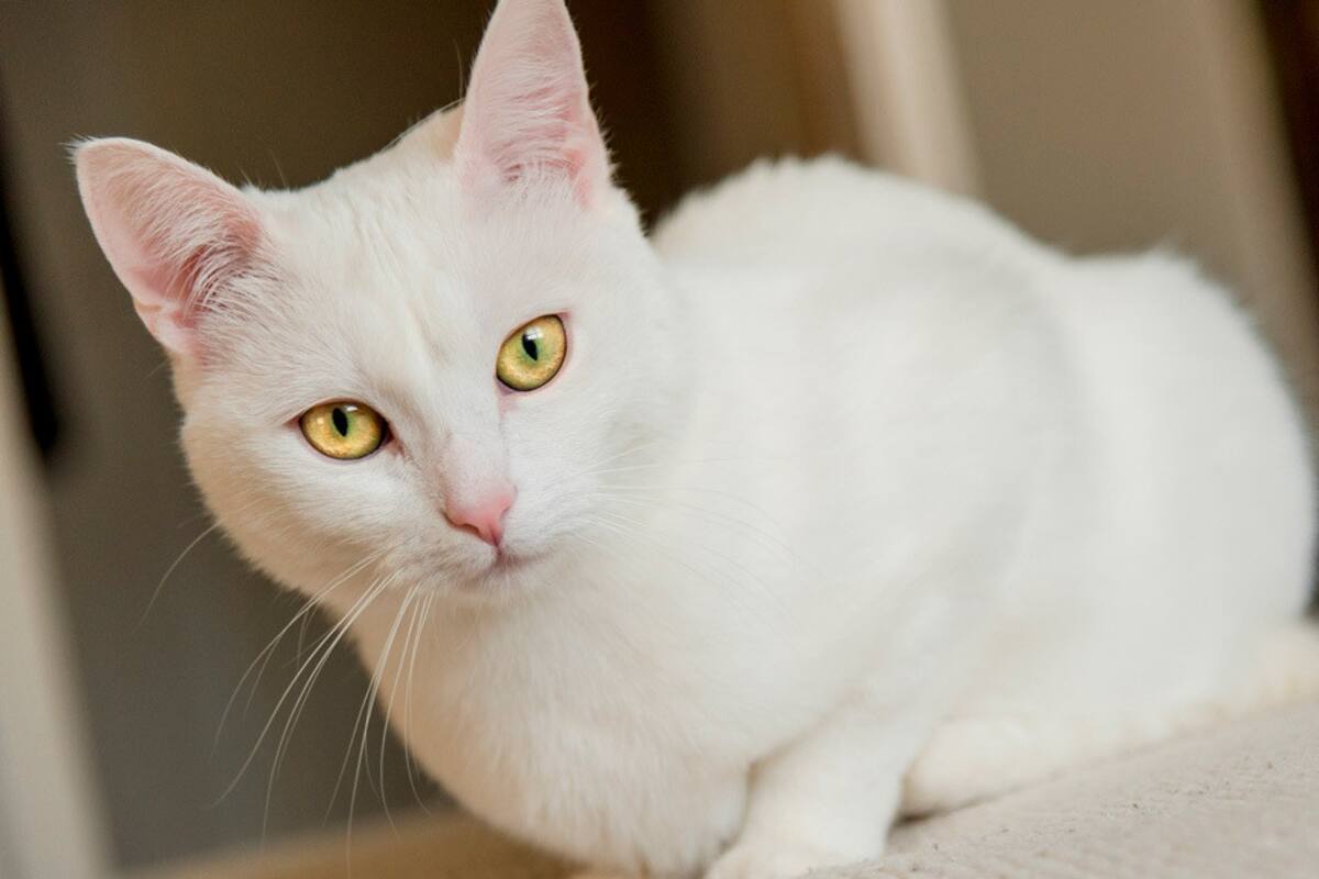 VIDEO: Un gato mueve la cabeza al ritmo de la música, hipnotiza a la Red