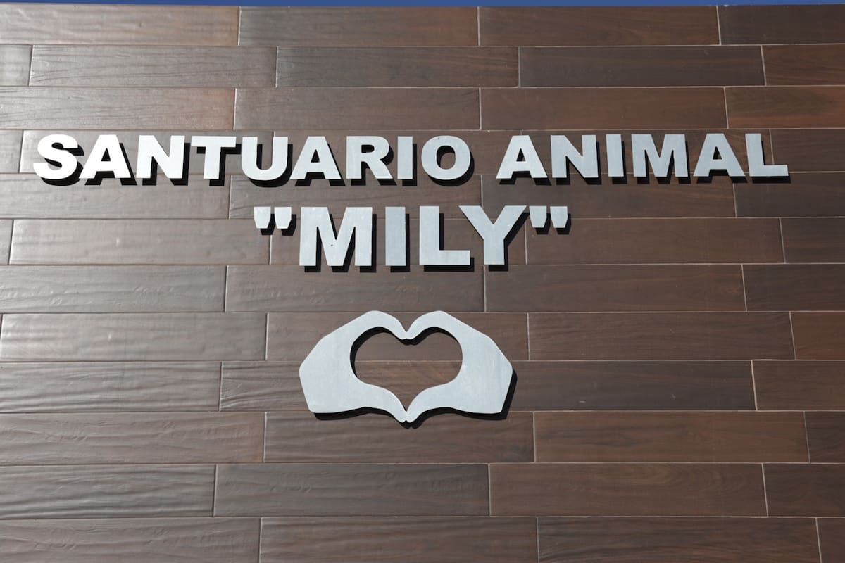 Más de 200 perros esperan un nuevo hogar en Santuario Mily; buscan impulsar adopciones en verano