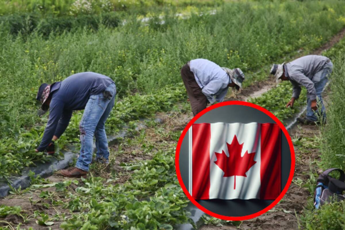 Abusos y discriminación: trabajadores migrantes en Canadá denuncian condiciones inhumanas