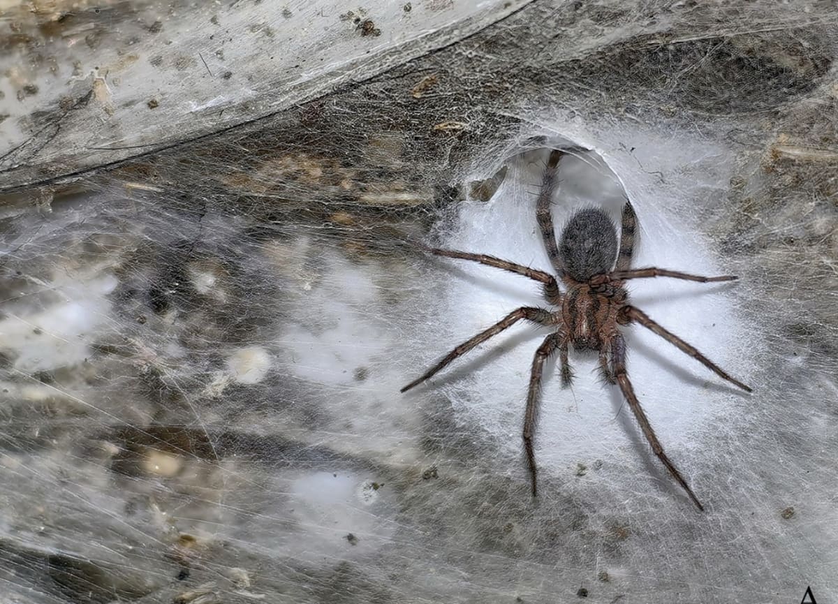Tegenaria domestica l Foto: Subterranean Biology,