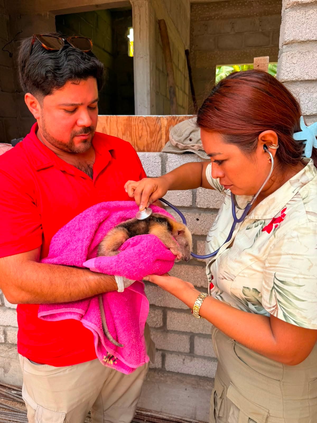 Una cría de oso hormiguero encontrada sola en Barra de la Cruz, Oaxaca, fue puesta bajo resguardo y trasladada a una clínica veterinaria en Salina Cruz.