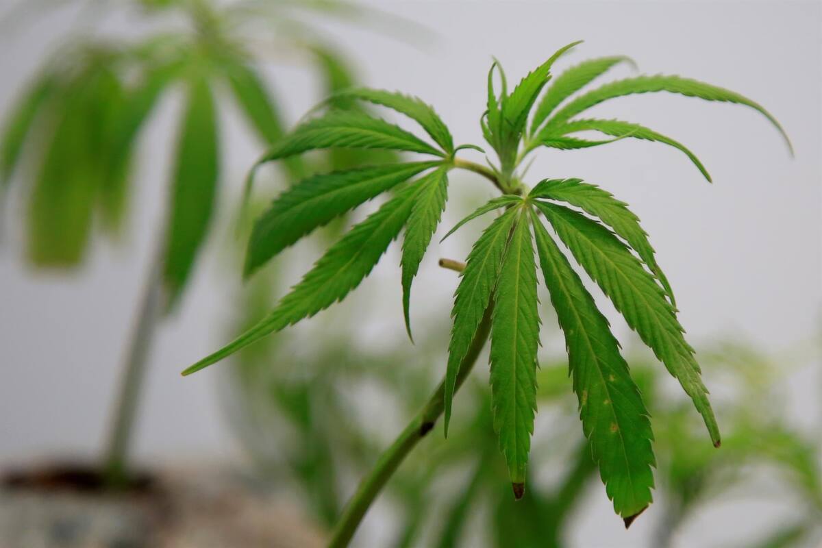 Arqueólogos prueban que cannabis era un alimento básico en la antigua China