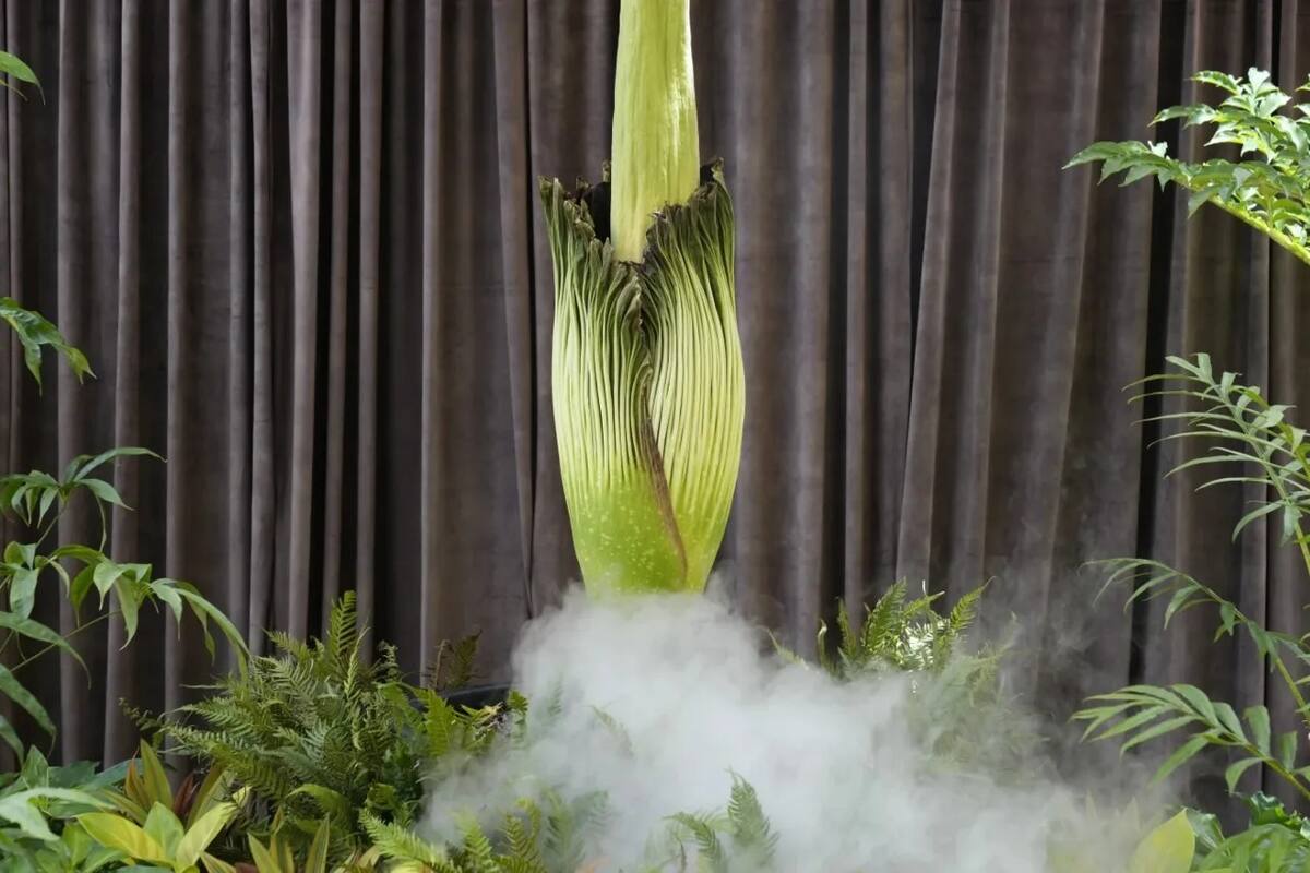 | La flor cadáver sorprende con su tercera floración en Australia, un evento poco común que ha ocurrido recientemente en Sídney y Geelong.