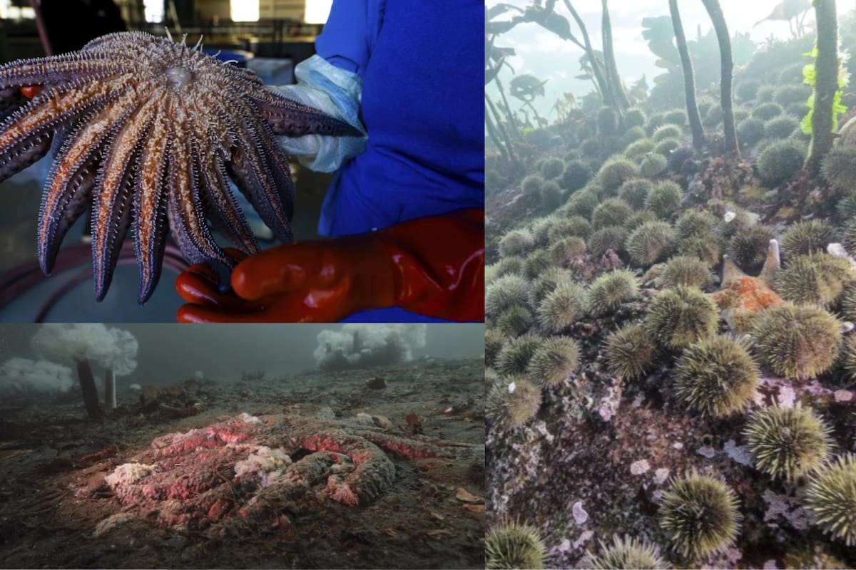 Científicos descubren la causa de la epidemia que mató a más de 5 mil millones de estrellas de mar en la costa del Pacífico