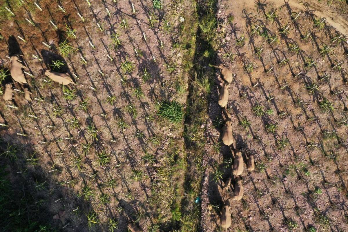 SHIPING, CHINA - MAY 20: Aerial view of a herd of wild Asian elephants migrating northward on May 20, 2021 in Shiping County, Honghe Hani and Yi Autonomous Prefecture, Yunnan Province of China. (Photo by He Xinwen/VCG via Getty Images)