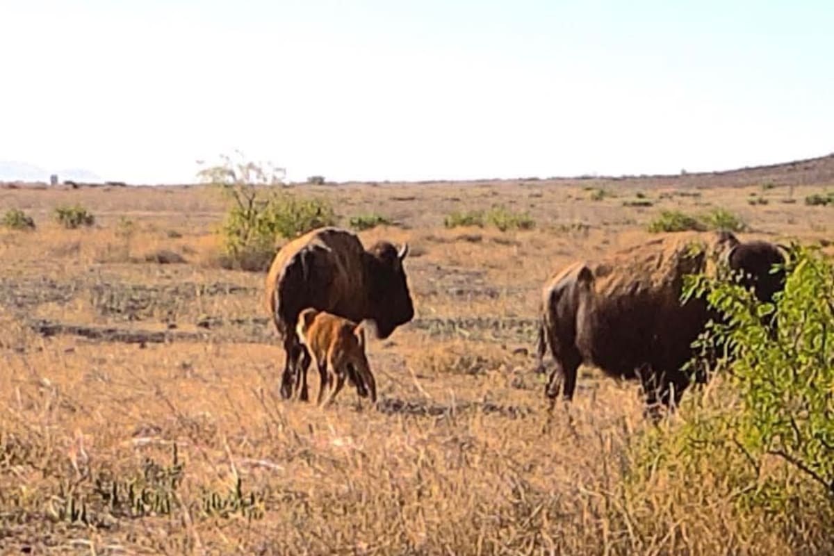 Nace primera cria de bisonte en Sonora después de aproximadamente 2 siglos