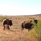Nace primera cria de bisonte en Sonora después de aproximadamente 2 siglos