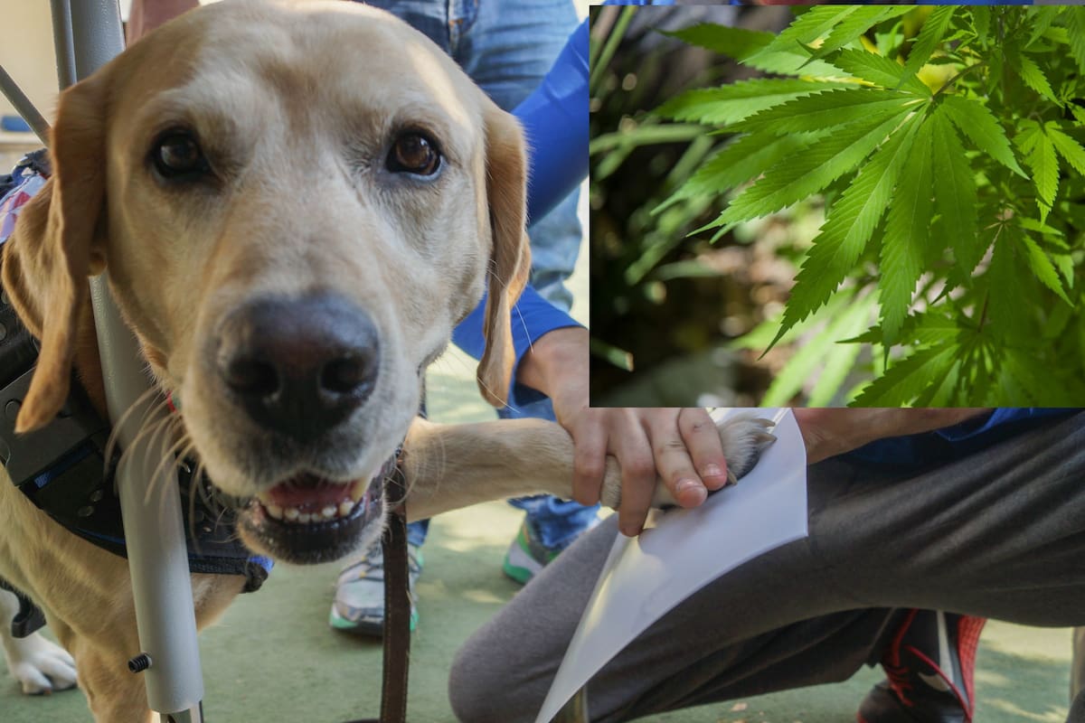 Binomios caninos hallan dulces con extracto de mariguana