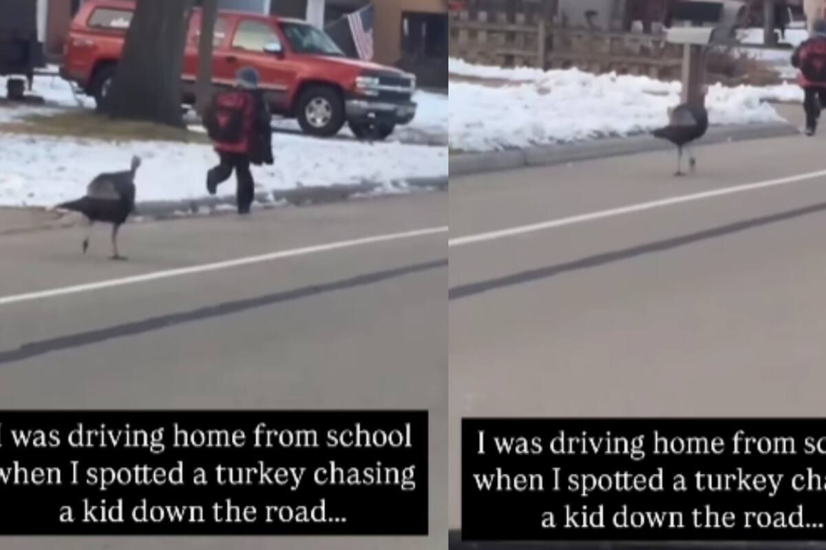 Mujer graba a un pavo persiguiendo a un niño camino a la escuela