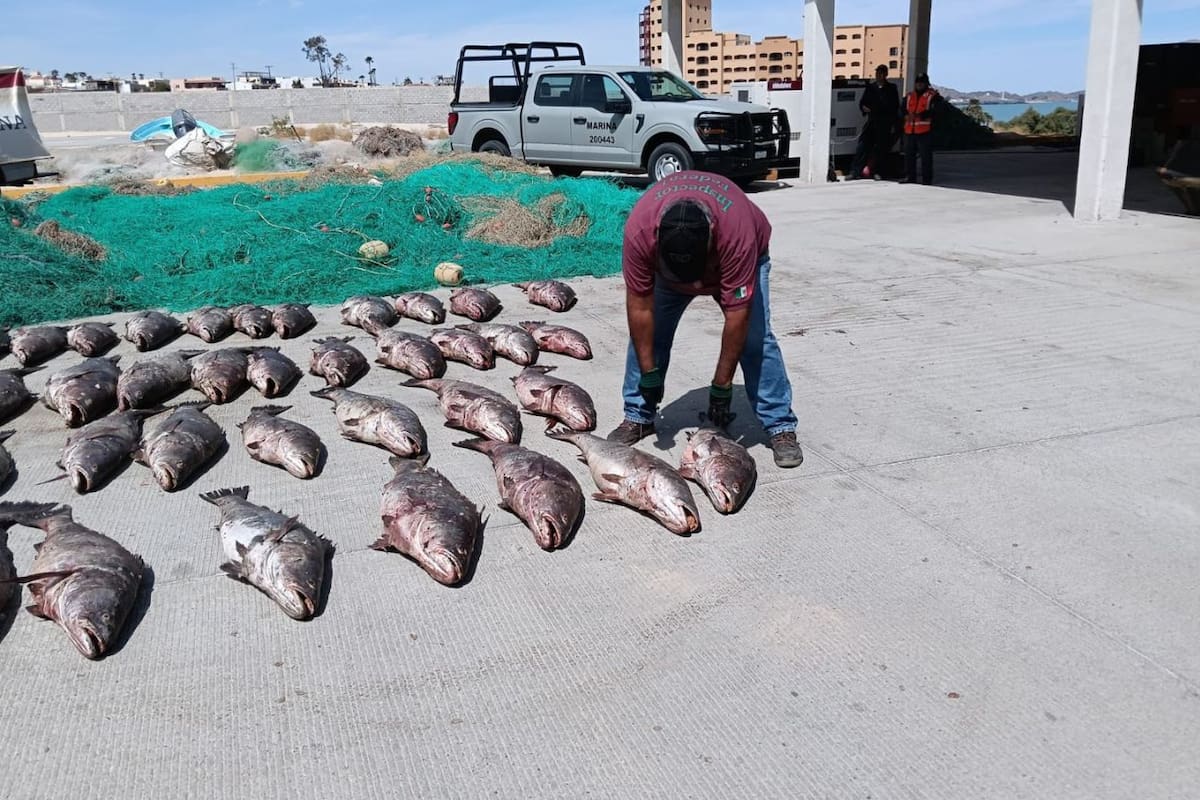 Aseguran redes ilegales y liberan totoabas en el Alto Golfo de California para proteger especies en peligro de extinción