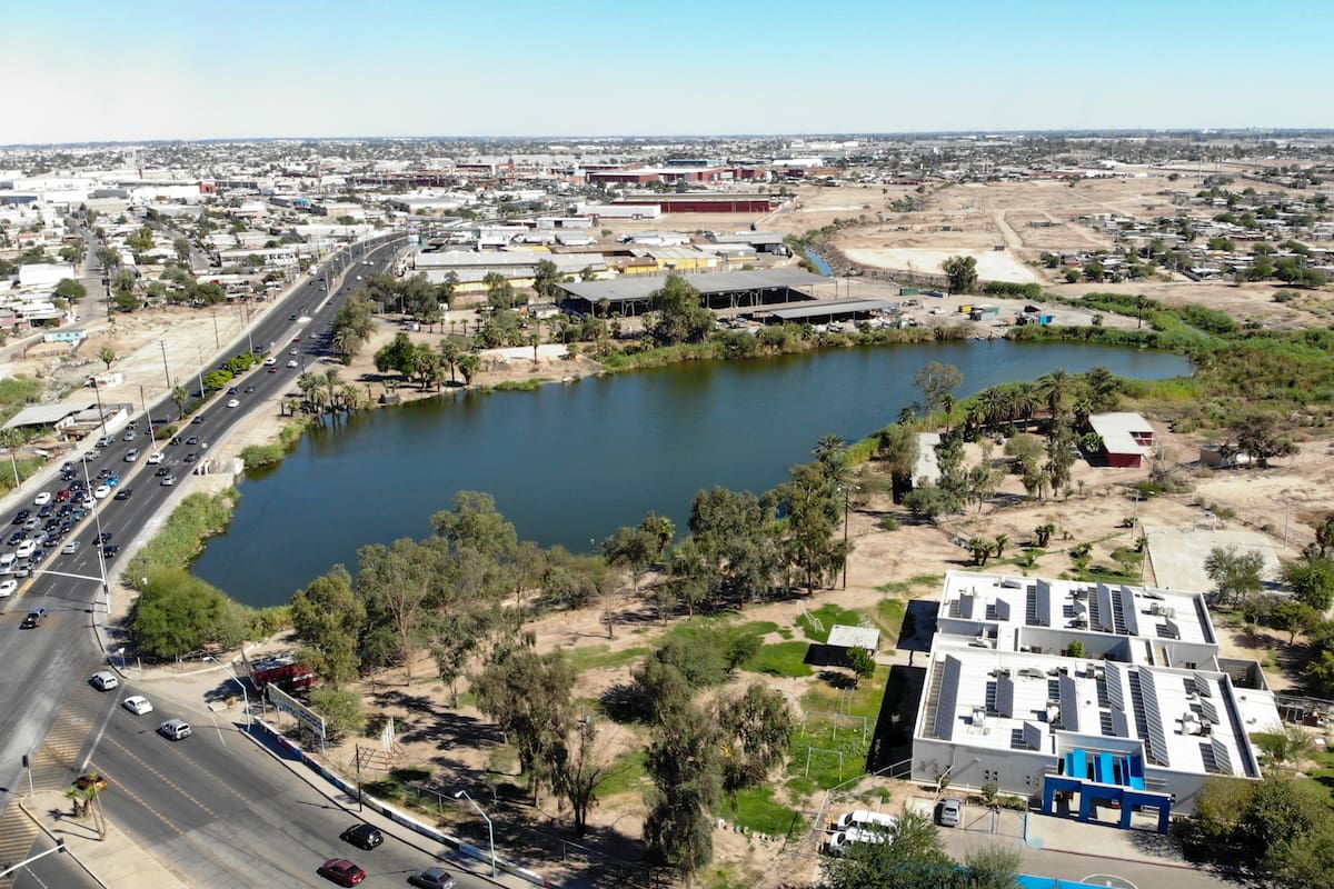 Detectan presencia de más aves en lagunas de Mexicali