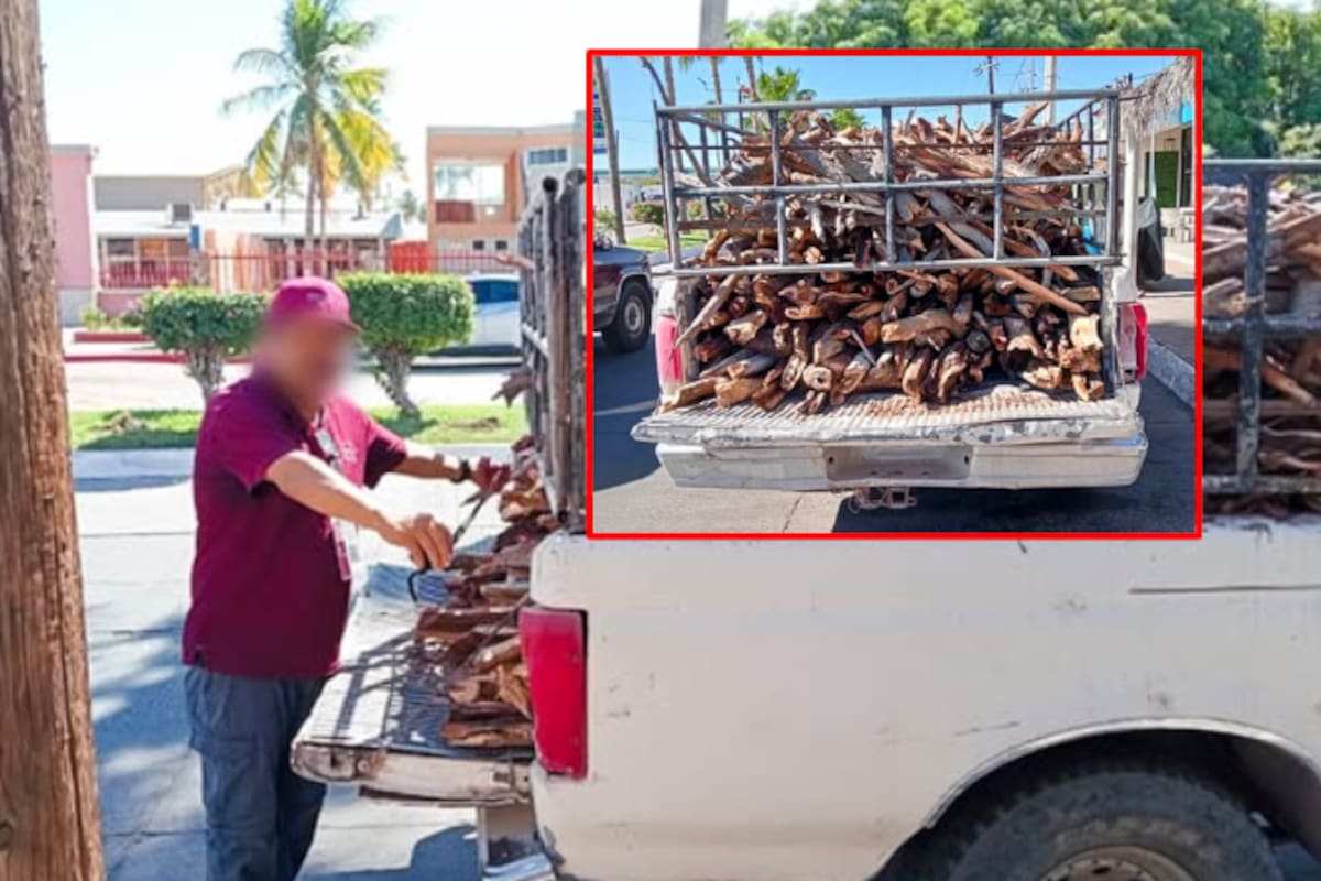 Profepa asegura transporte ilegal de madera en Loreto: 2.7 m³ de leña sin documentación