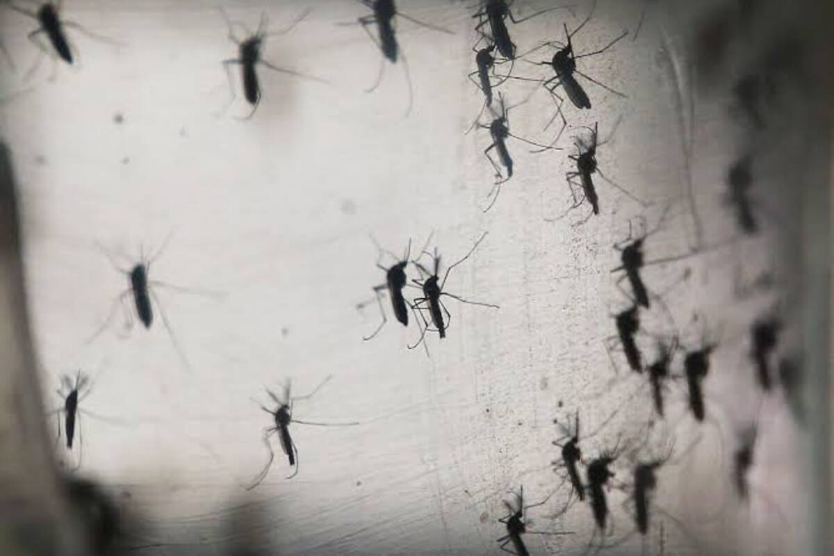 Cajeme: Detectan colonias con mayor reproducción del mosco transmisor de dengue, chikungunya y Zica