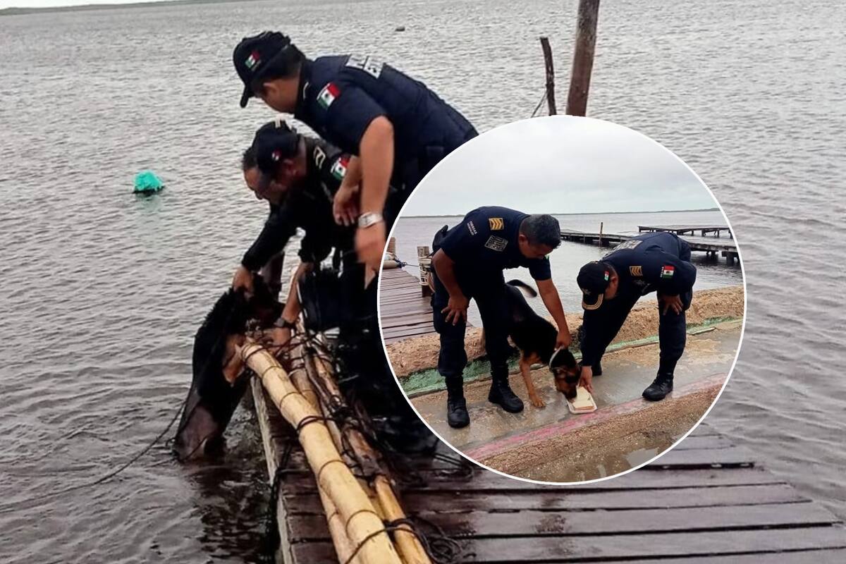 Atan a perrito a un muelle durante huracán Milton; policías llegan a su rescate