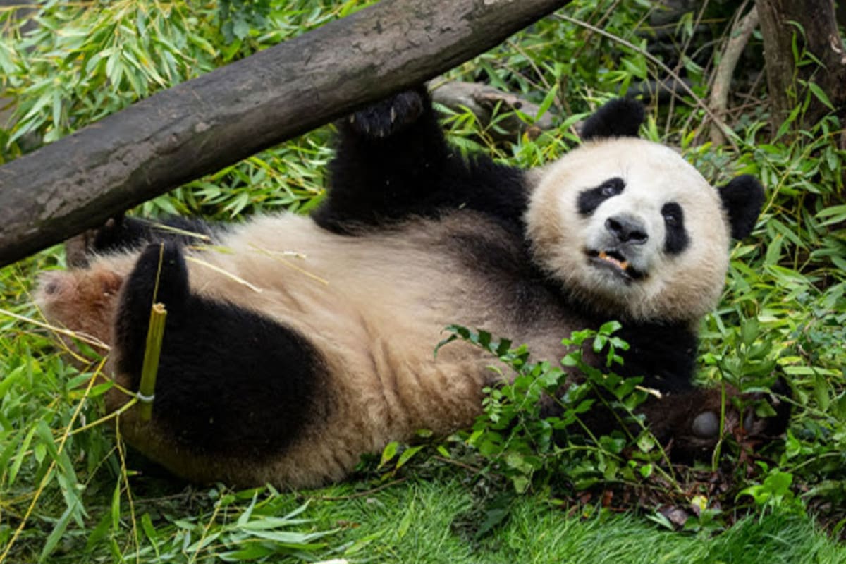 Meng Meng, la panda gigante del zoo de Berlín, da a luz gemelos por segunda vez